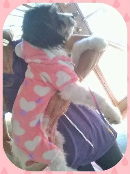 Cachorro ra a sem raça definida idade 2 a 6 meses nome Carol
