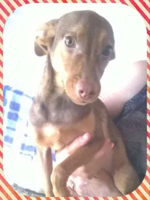 Cachorro raça sem raça definida idade 2 a 6 meses nome Esthefane