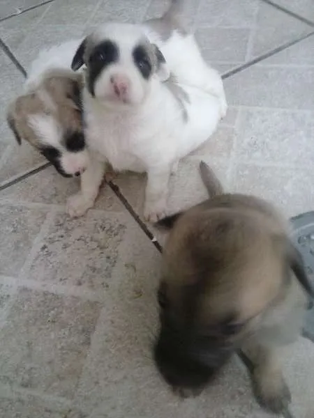 Cachorro ra a vira lata idade Abaixo de 2 meses nome Fred,Pablo,Mabi(ama