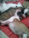 Fred,Pablo,Mabi(ama