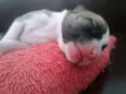 Fred,Pablo,Mabi(ama