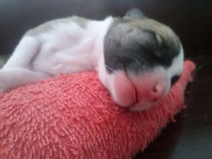 Cachorro ra a vira lata idade Abaixo de 2 meses nome Fred,Pablo,Mabi(ama