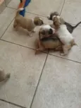 Fred,Pablo,Mabi(ama