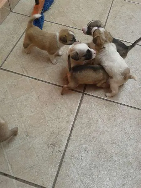Cachorro ra a vira lata idade Abaixo de 2 meses nome Fred,Pablo,Mabi(ama