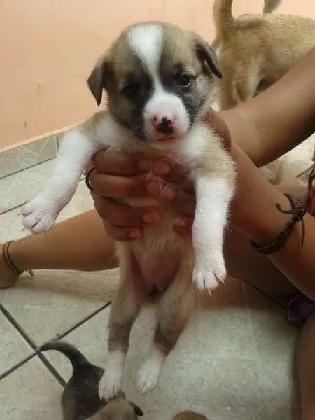 Cachorro ra a vira lata idade Abaixo de 2 meses nome Fred,Pablo,Mabi(ama
