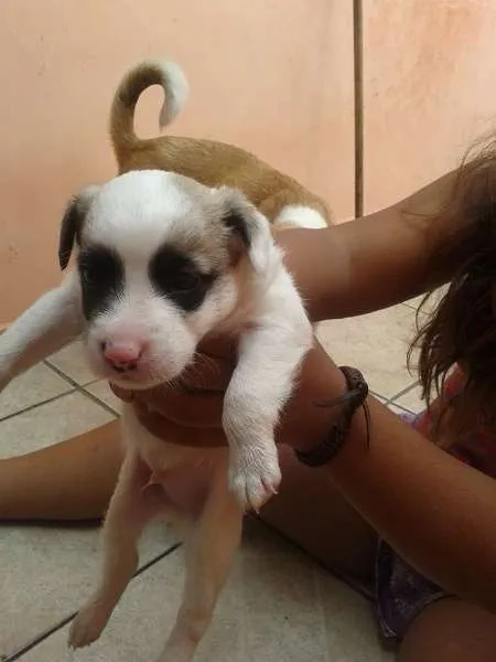 Cachorro ra a vira lata idade Abaixo de 2 meses nome Fred,Pablo,Mabi(ama