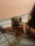 Fred,Pablo,Mabi(ama