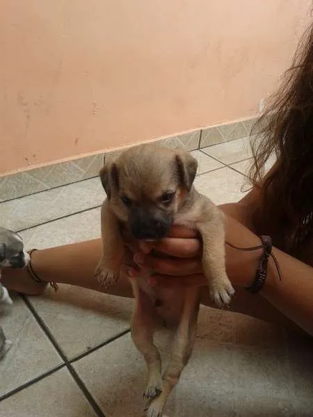 Cachorro ra a vira lata idade Abaixo de 2 meses nome Fred,Pablo,Mabi(ama