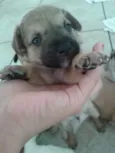 Fred,Pablo,Mabi(ama