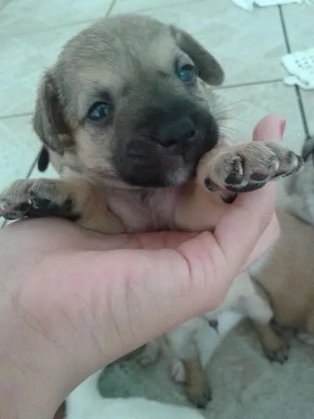 Cachorro ra a vira lata idade Abaixo de 2 meses nome Fred,Pablo,Mabi(ama