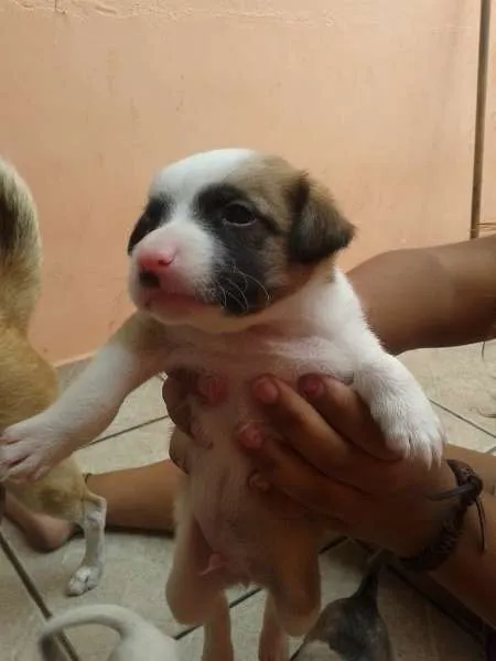 Cachorro ra a vira lata idade Abaixo de 2 meses nome Fred,Pablo,Mabi(ama