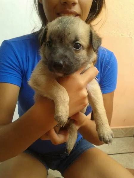 Cachorro ra a vira lata idade Abaixo de 2 meses nome Fred,Pablo,Mabi(ama