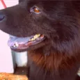 Jô