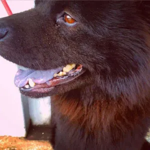 Cachorro raça Chow-Chow idade 7 a 11 meses nome Jô