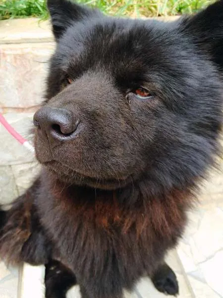 Cachorro raça Chow-Chow idade 7 a 11 meses nome Jô