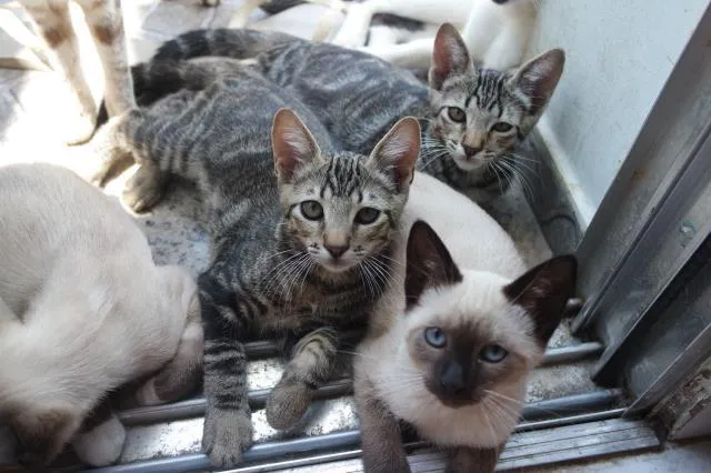 Gato ra a desconhecido idade 2 a 6 meses nome sem nome