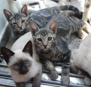 Gato raça desconhecido idade 2 a 6 meses nome sem nome