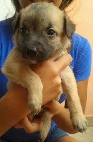 Cachorro ra a vira lata idade Abaixo de 2 meses nome Fred,Pablo,Mabi(ama