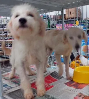 Cachorro raça srd idade 2 a 6 meses nome s/nome