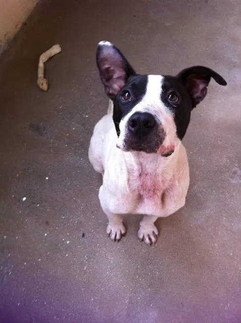 Cachorro ra a Pitbull idade 4 anos nome Zeus