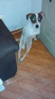 laika