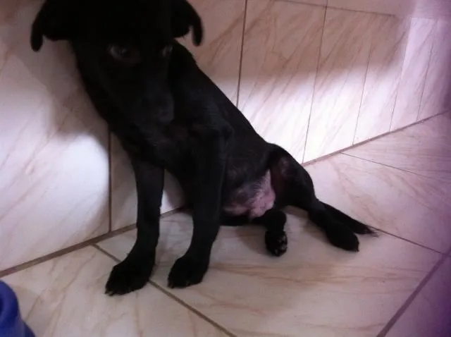 Cachorro ra a S/ raça idade 2 a 6 meses nome Pretinho