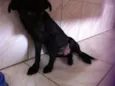 Pretinho