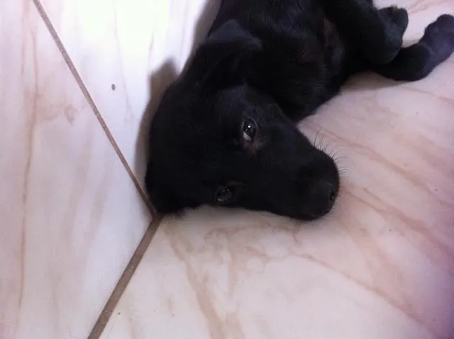 Cachorro ra a S/ raça idade 2 a 6 meses nome Pretinho