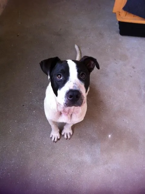 Cachorro ra a Pitbull idade 4 anos nome Zeus