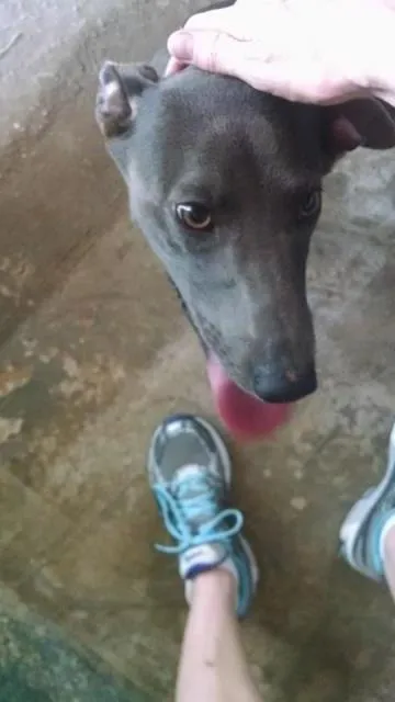Cachorro raça SRD idade 1 ano nome Belinha