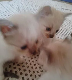 Gato raça sem raça  idade 2 a 6 meses nome sem nome 