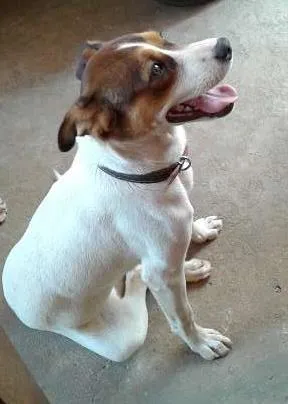 Cachorro raça Nao definida idade 7 a 11 meses nome Meg