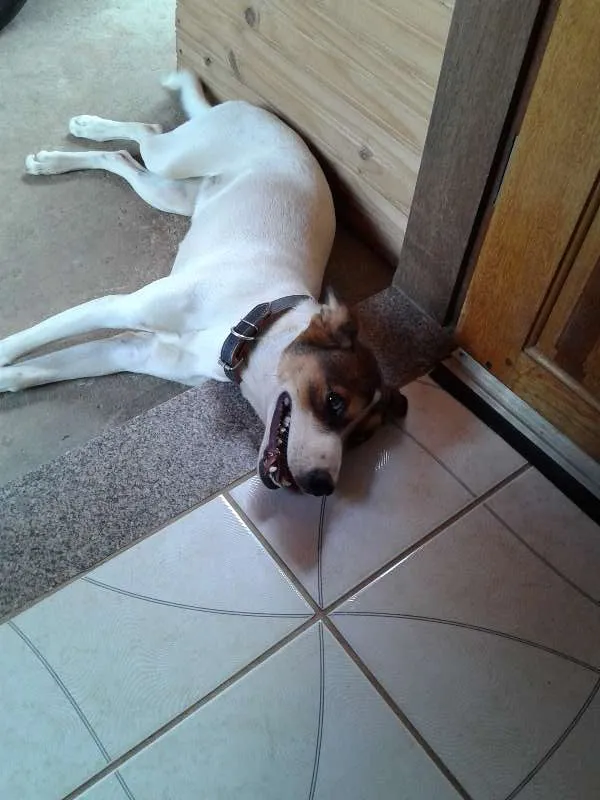 Cachorro raça Nao definida idade 7 a 11 meses nome Meg