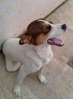 Cachorro raça Nao definida idade 7 a 11 meses nome Meg