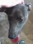 Belinha