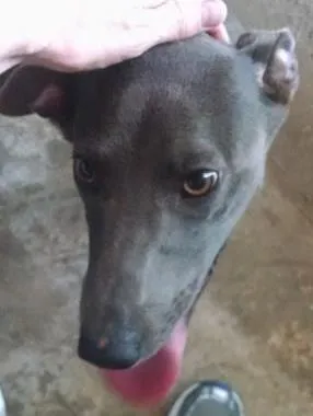 Cachorro raça SRD idade 1 ano nome Belinha