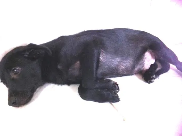 Cachorro ra a S/ raça idade 2 a 6 meses nome Pretinho