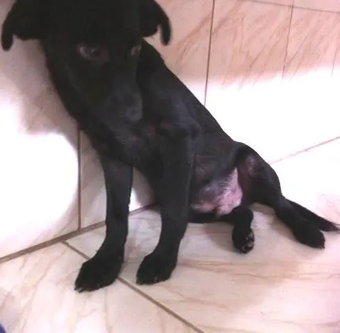 Cachorro ra a S/ raça idade 2 a 6 meses nome Pretinho
