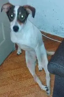 Cachorro raça vira-lata idade 2 anos nome laika