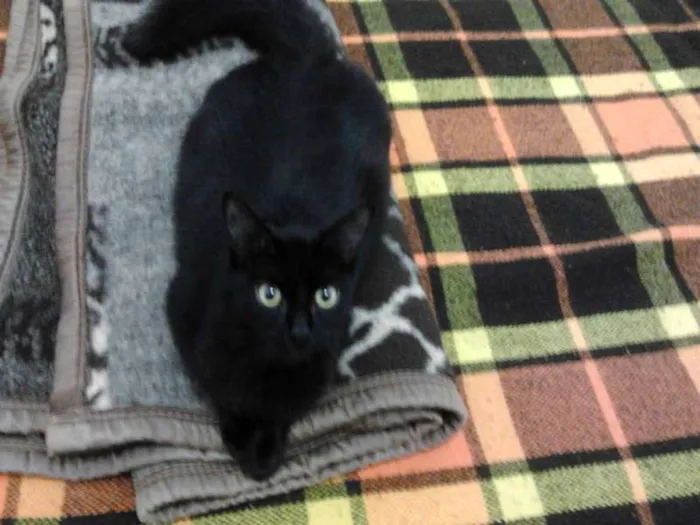 Gato ra a vira lata idade 7 a 11 meses nome Brisa, Tigresa e Pa