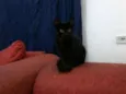 Brisa, Tigresa e Pa