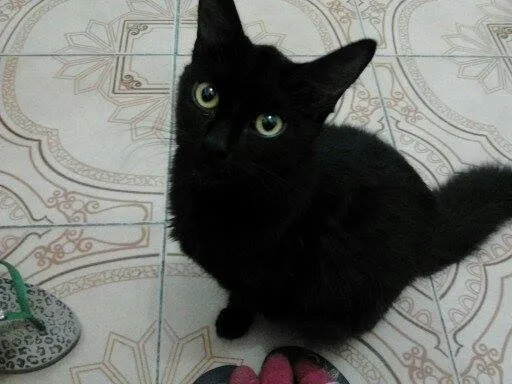 Gato ra a vira lata idade 7 a 11 meses nome Brisa, Tigresa e Pa