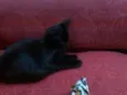 Brisa, Tigresa e Pa