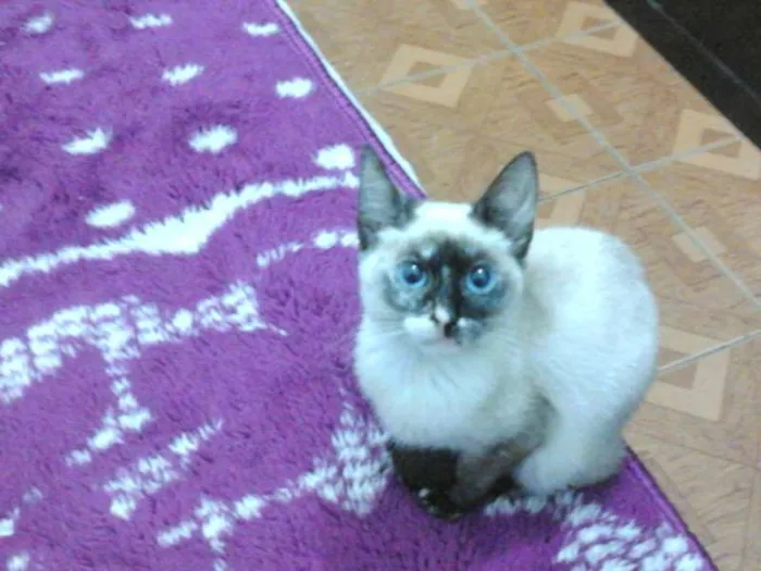 Gato ra a vira lata idade 7 a 11 meses nome Brisa, Tigresa e Pa