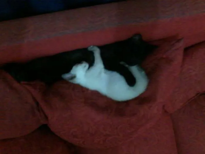 Gato ra a vira lata idade 7 a 11 meses nome Brisa, Tigresa e Pa