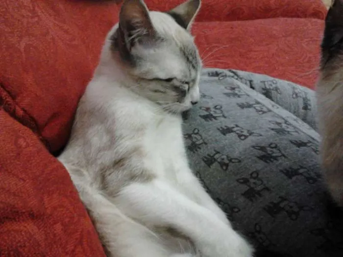 Gato ra a vira lata idade 7 a 11 meses nome Brisa, Tigresa e Pa
