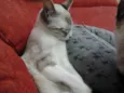 Brisa, Tigresa e Pa