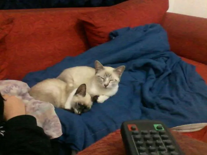Gato ra a vira lata idade 7 a 11 meses nome Brisa, Tigresa e Pa