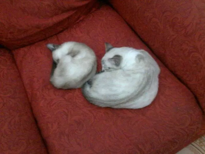 Gato ra a vira lata idade 7 a 11 meses nome Brisa, Tigresa e Pa