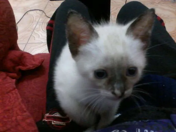 Gato ra a vira lata idade 7 a 11 meses nome Brisa, Tigresa e Pa